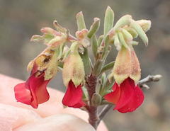 Hermannia diversistipula diversistipula