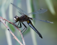 Leucorrhinia intacta