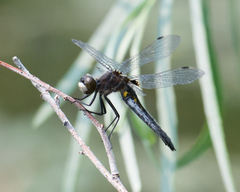Leucorrhinia intacta