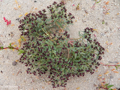 Euphorbia thinophila