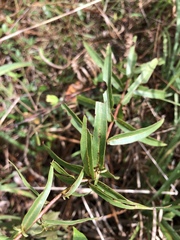 Solidago odora odora