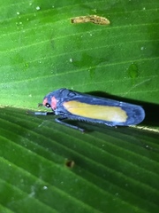 Sphaeropogonia aureatula