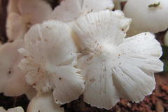 Termitomyces microcarpus image