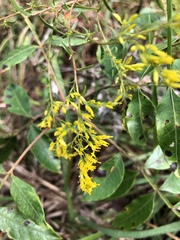 Solidago odora odora