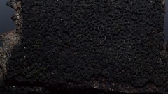 Dothideomycetes