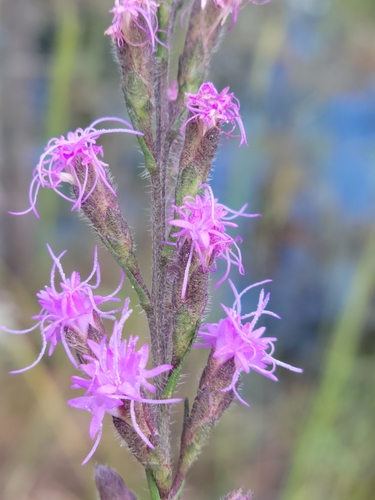 Image of Liatris garberi by (c) Jay Horn, some rights reserved (CC BY)
