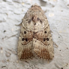 Elaphria fuscimacula