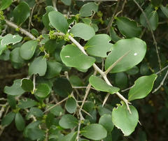 Dovyalis rotundifolia