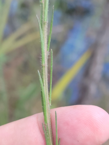 Image of Liatris garberi by (c) Jay Horn, some rights reserved (CC BY)