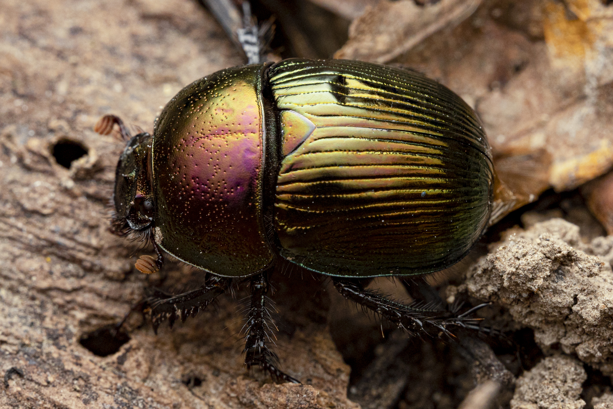 Earth-boring Beetles (Family Geotrupidae)  iNaturalist