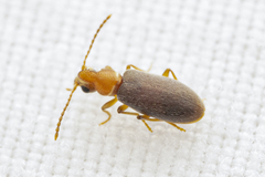 Notoxus murinipennis