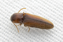 Glyphonyx bimarginatus