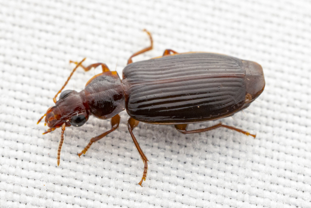 Plochionus timidus