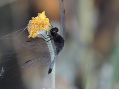 Erythrodiplax basifusca