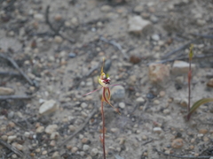 Caladenia septuosa