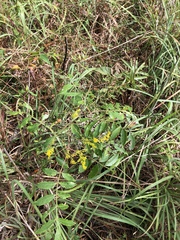 Solidago odora odora