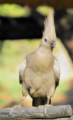 Corythaixoides concolor bechuanae