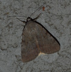 Catocala messalina