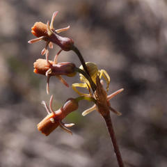 Tulbaghia alliacea