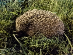 Erinaceus concolor