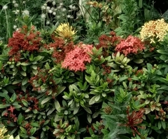 Ixora coccinea coccinea