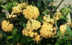 Ixora coccinea coccinea