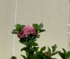 Ixora coccinea coccinea