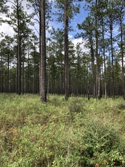 Solidago odora odora