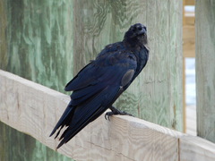 Corvus ossifragus image
