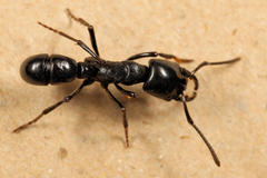 Plectroctena mandibularis