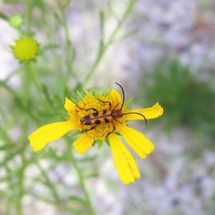 Strangalia sexnotata