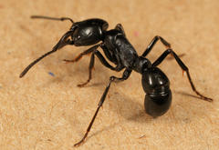 Plectroctena mandibularis