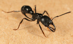 Plectroctena mandibularis