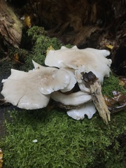 Ossicaulis lignatilis