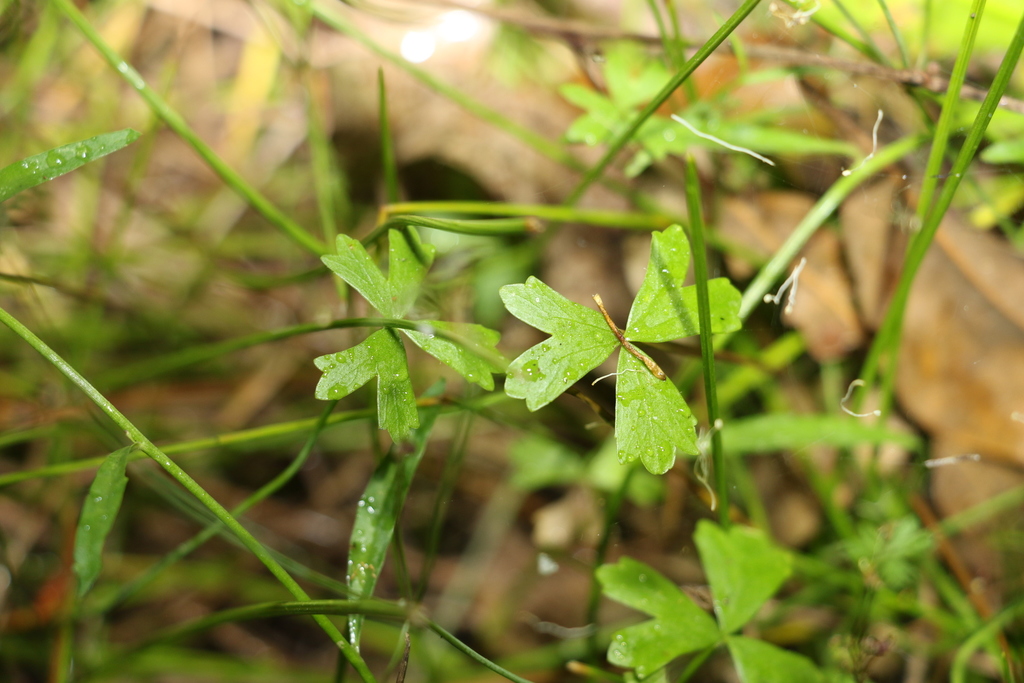 Hydrocotyle paludosa