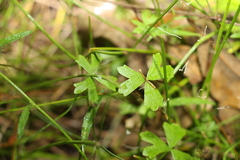 Hydrocotyle paludosa