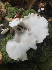 Ossicaulis lignatilis