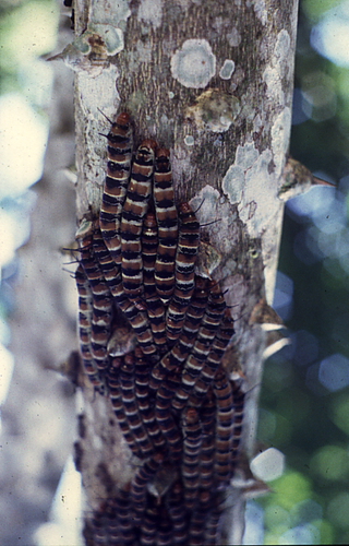 giant silk moth
