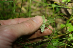 Hydrocotyle paludosa