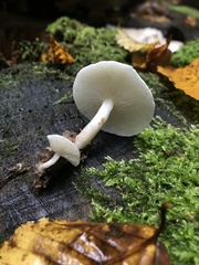 Ossicaulis lignatilis