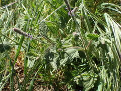 Verbena lasiostachys