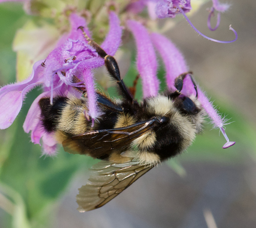 Fuzzy-horned Bumble Bee
