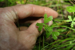 Hydrocotyle paludosa