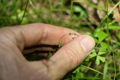 Hydrocotyle paludosa