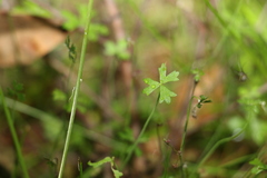 Hydrocotyle paludosa