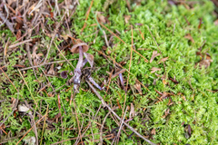 Cortinarius evernius