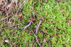 Cortinarius evernius