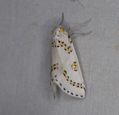 Philtraea paucimacula