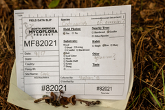 Cortinarius evernius