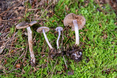 Cortinarius evernius
